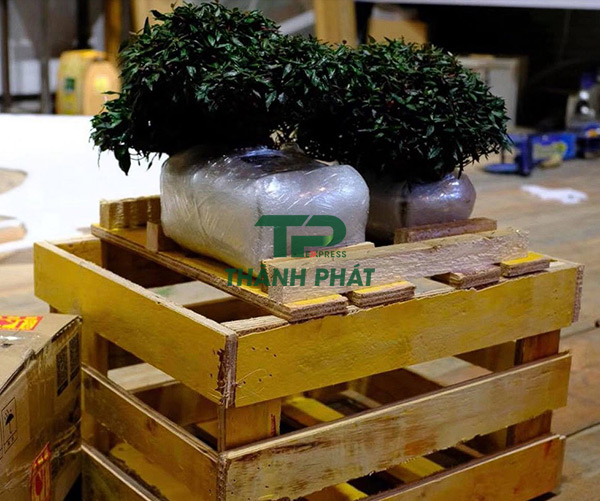 đóng pallet cây cảnh